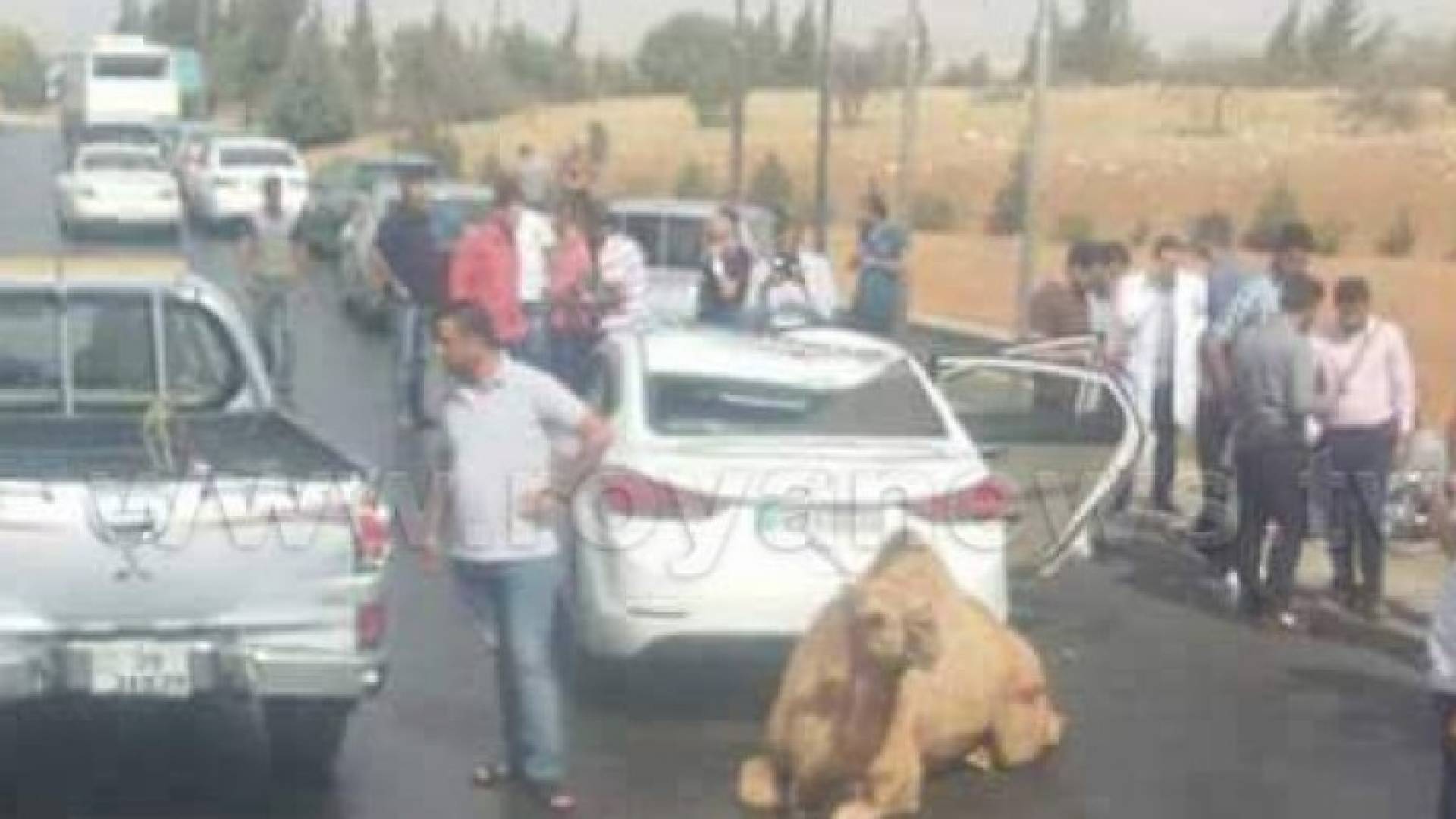 سقوط الجمل ويصطدم بمركبة