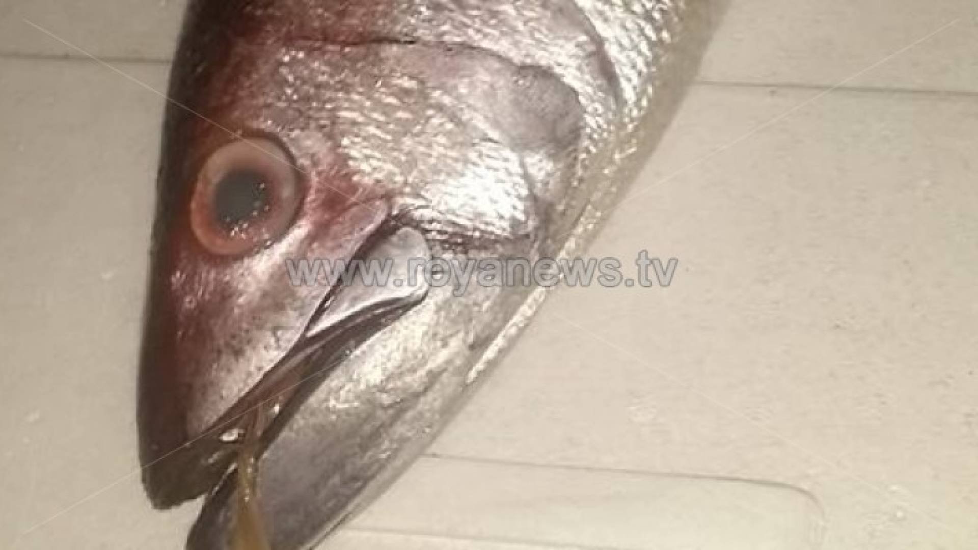 اسماك فاسدة