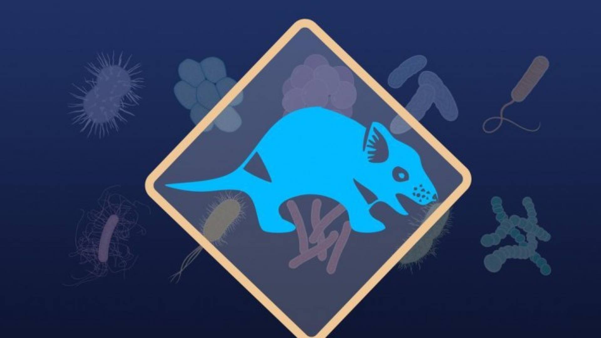 حيوان "  شيطان تسمانيا" 