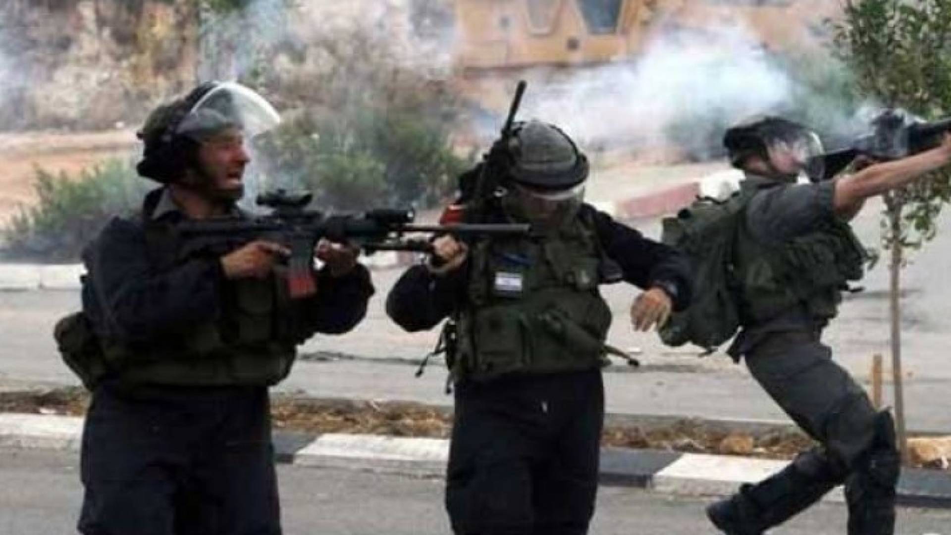 ارشيفية