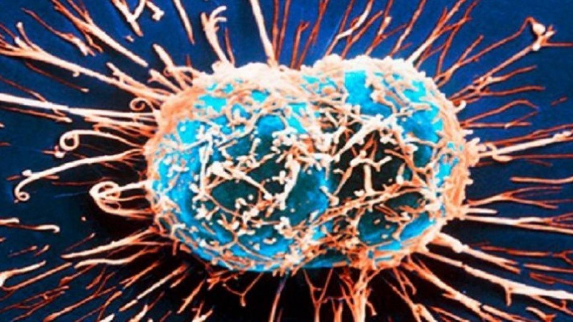 شعيرات الدموية