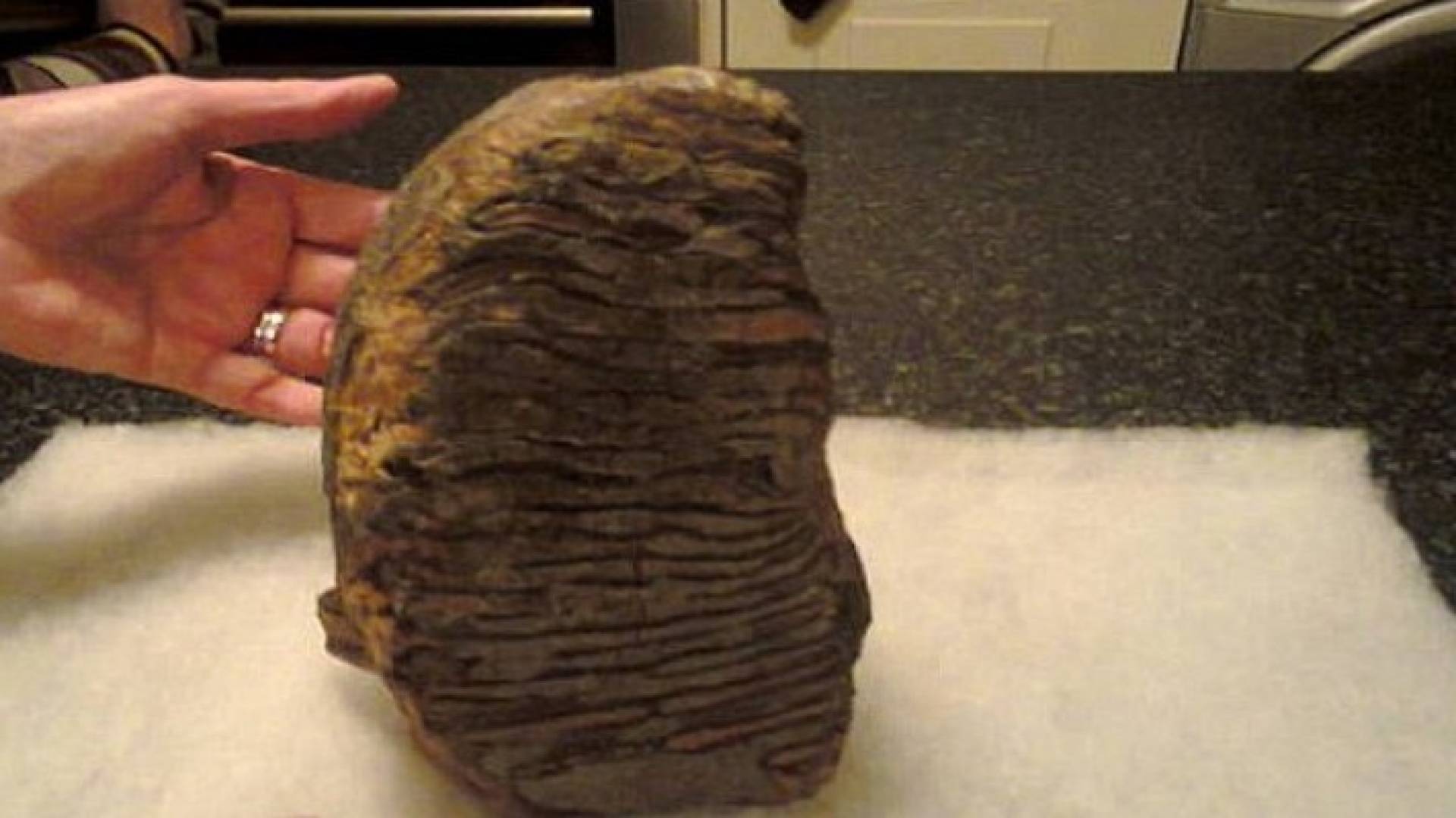 سن ماموث عمره 3 ملايين عام