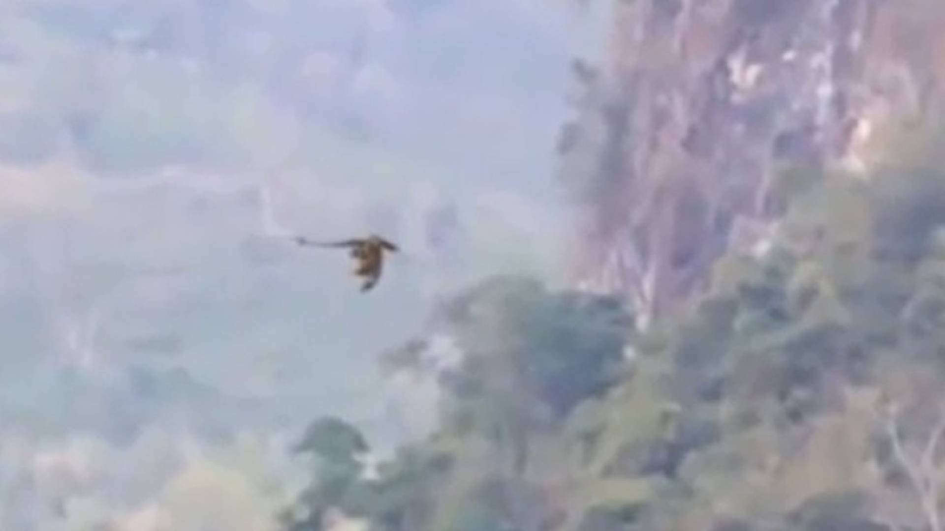 صورة من الفيديو 