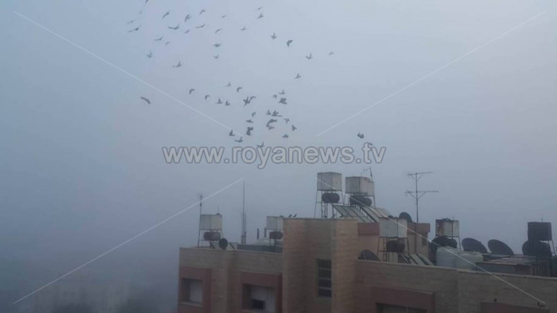 الضباب في اربد