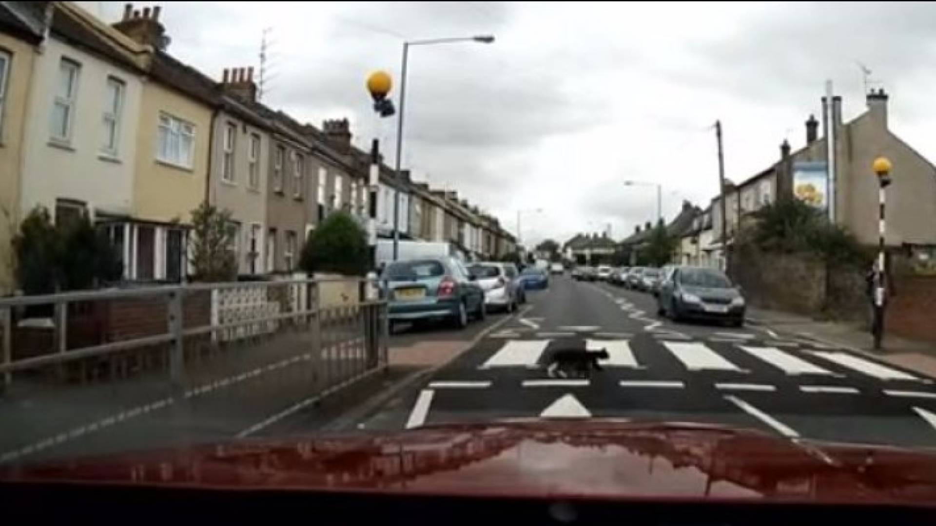 قط يستخدم عبور المشاة