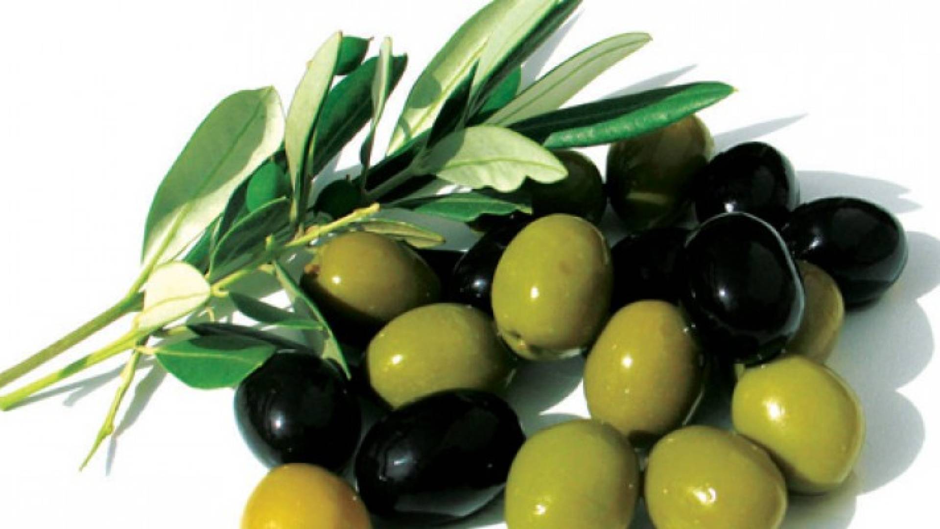 زيتون - تعبيرية