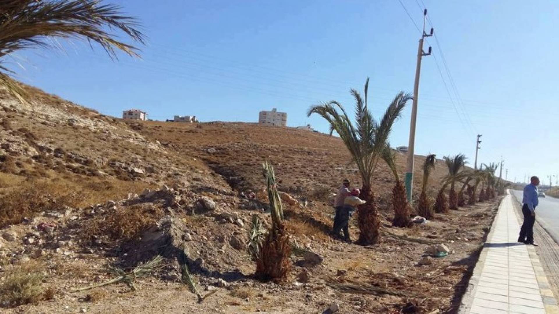 جانب من زراعة اشجار النخيل