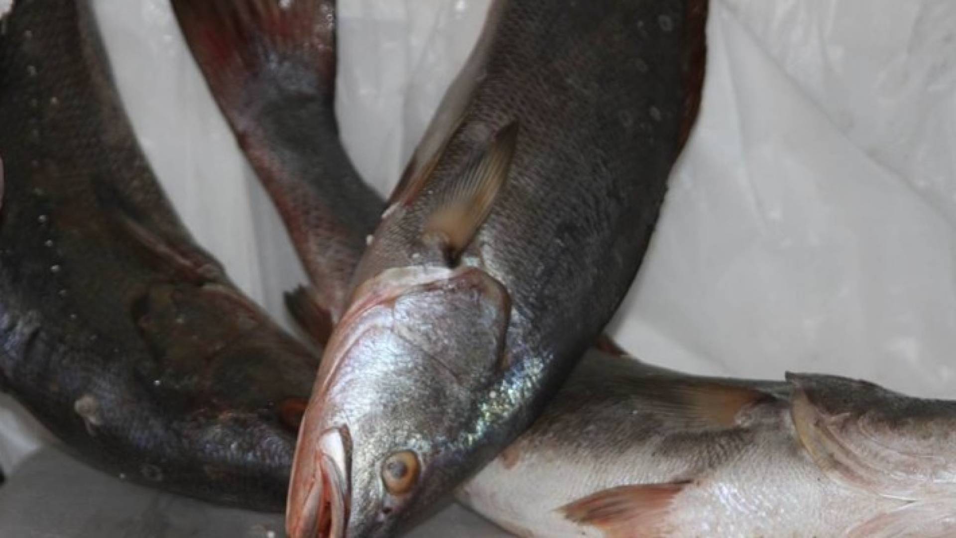 اتلاف 660 كغم اسماك فاسدة في اربد