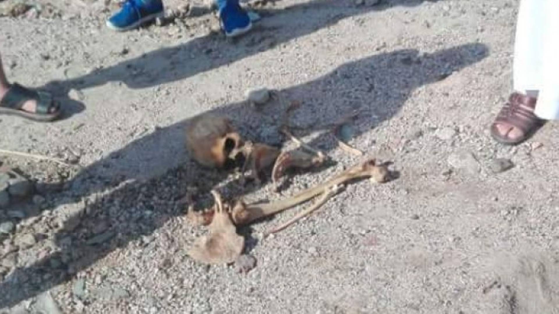 صورة الهيكل العظمي الذي وجده المواطنون