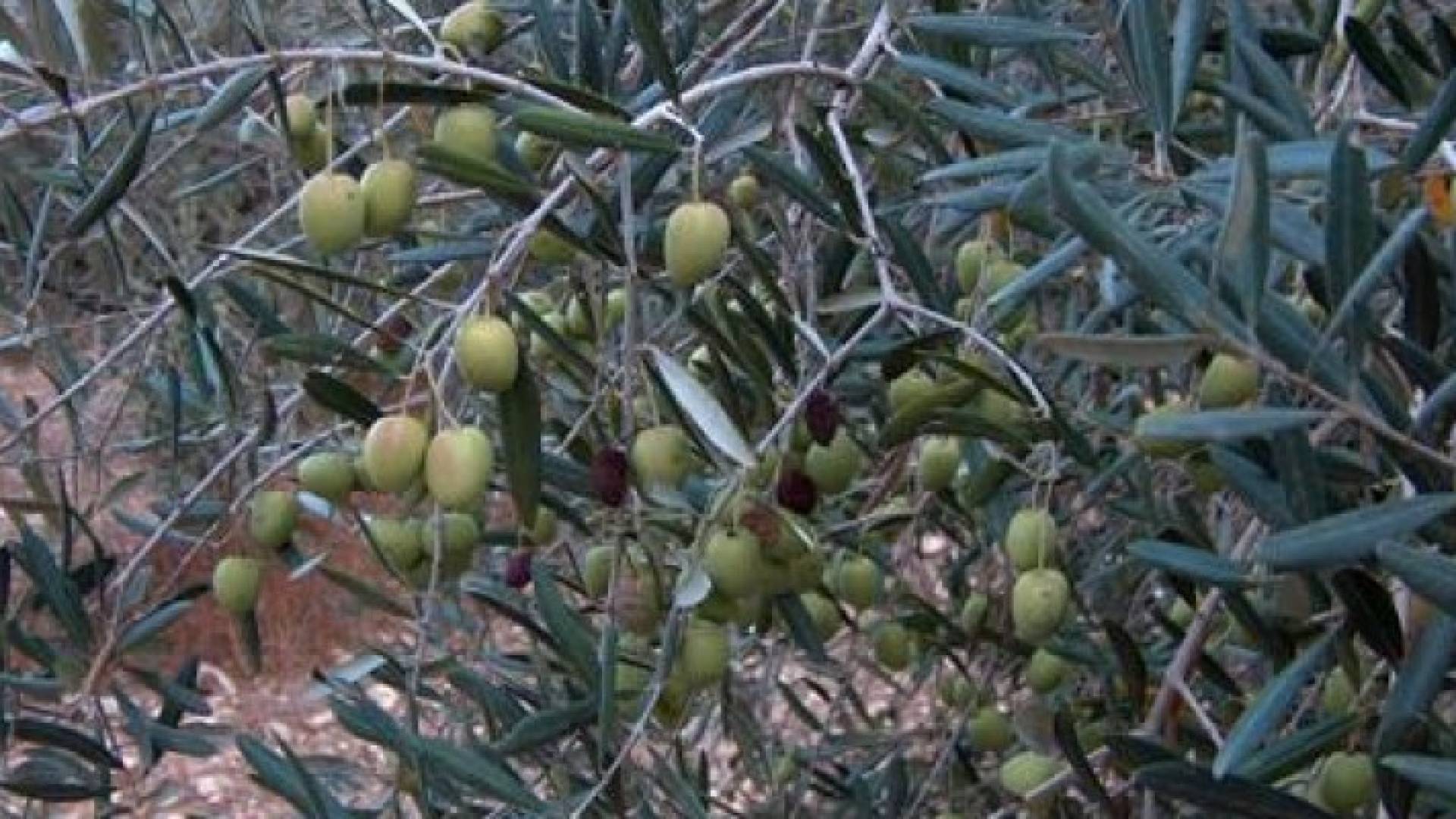 أشجار زيتون 