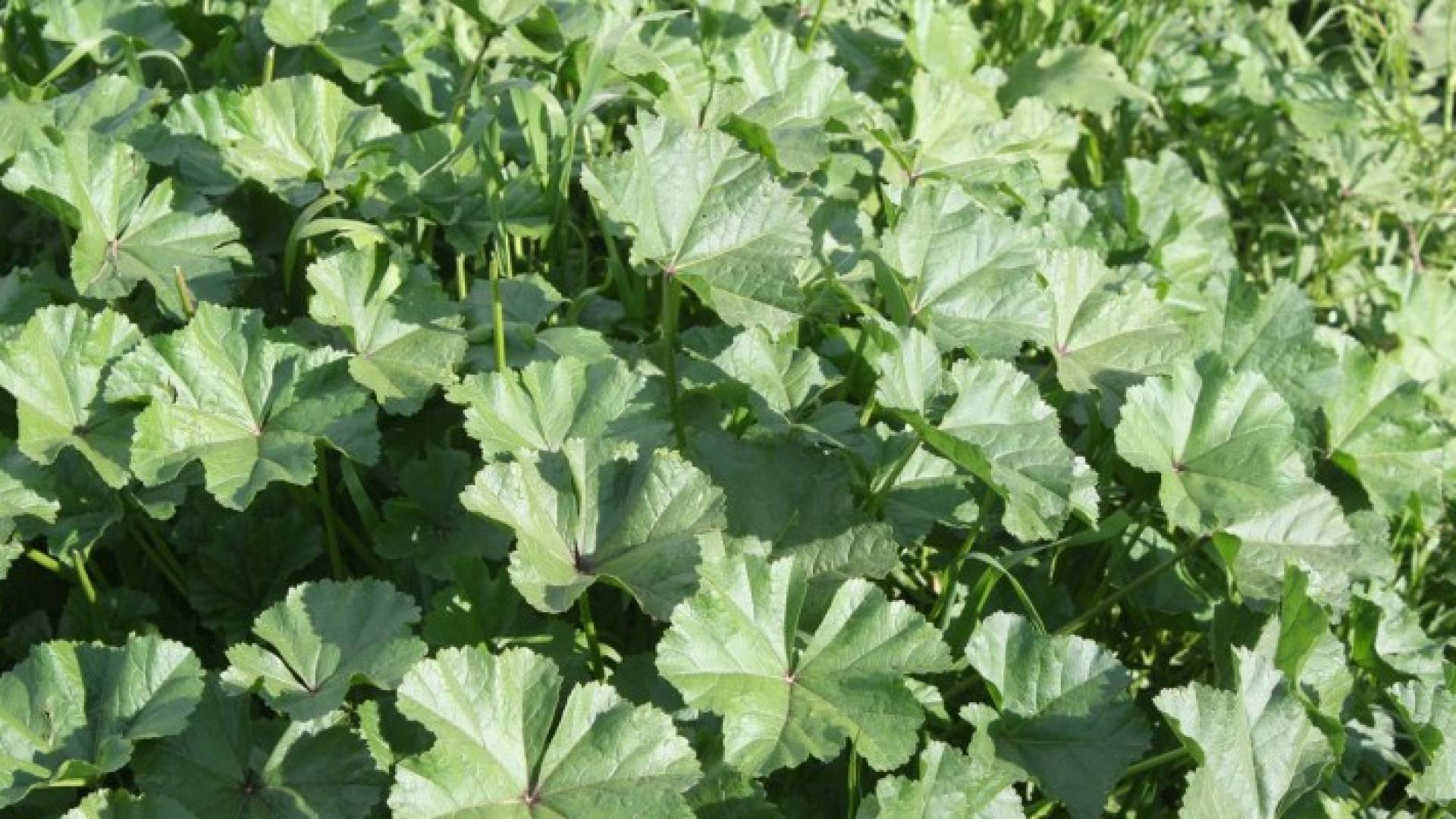 نبتة الخبيزة