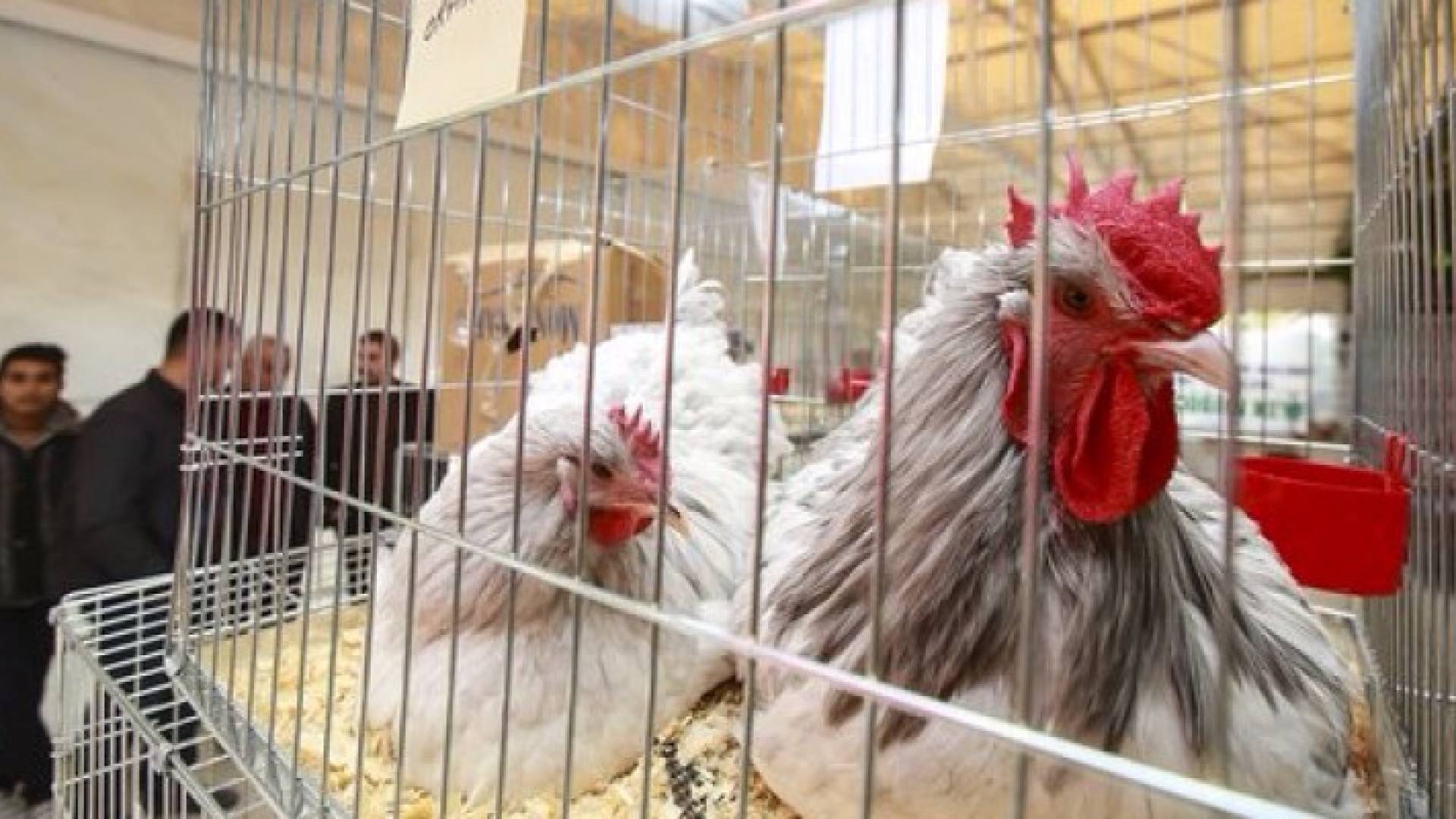 ملكة جمال للدجاج تباع في مزاد علني