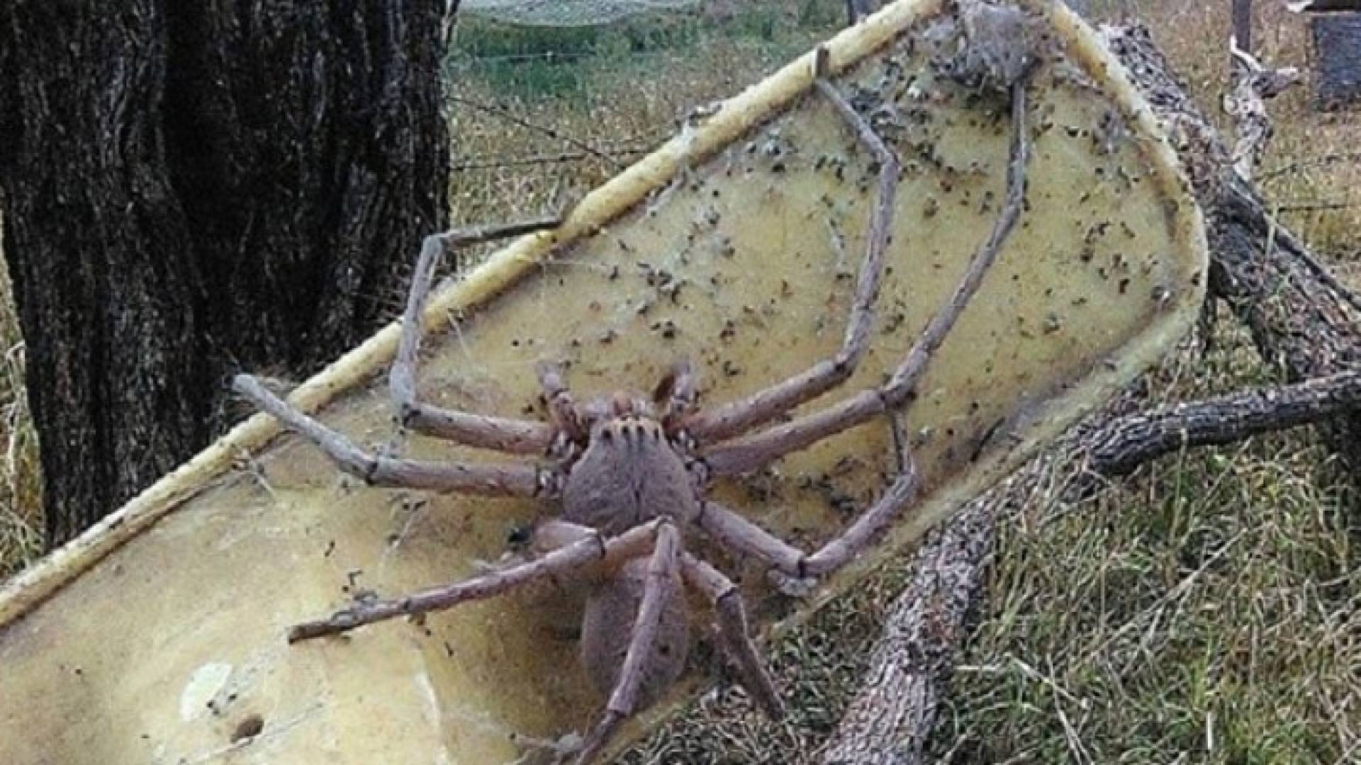 صورة العنكبوت العملاق 