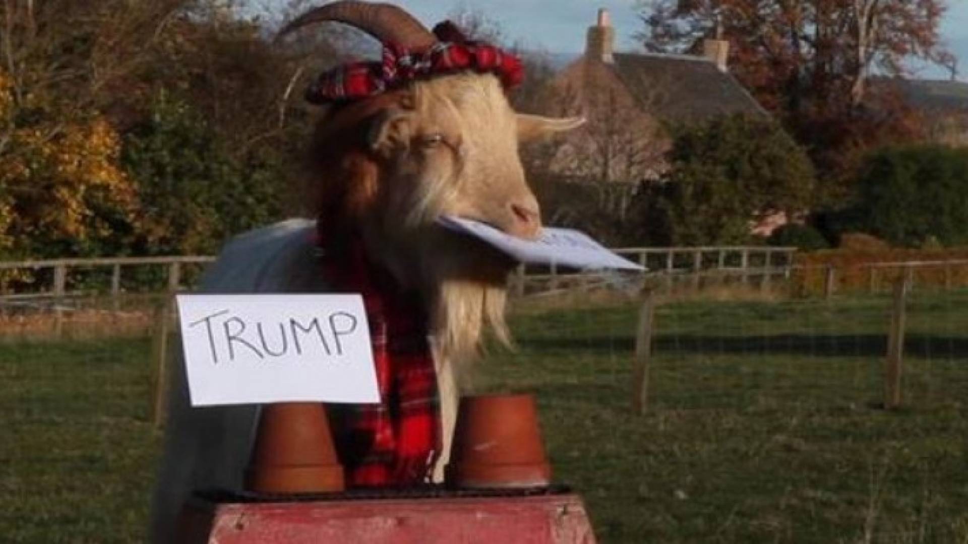 الماعز تدعم هيلاري كلينتون