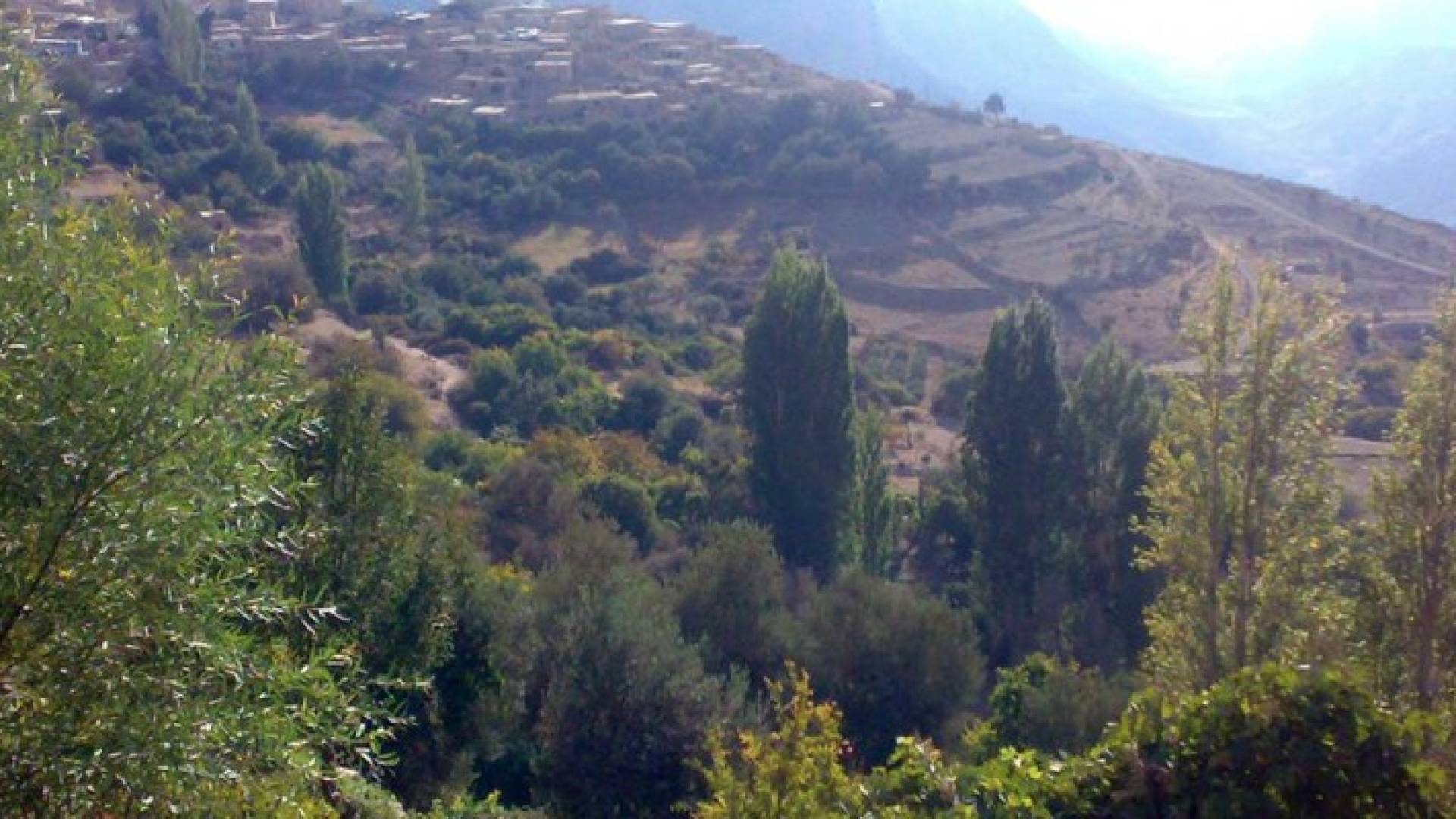 ارشيفية