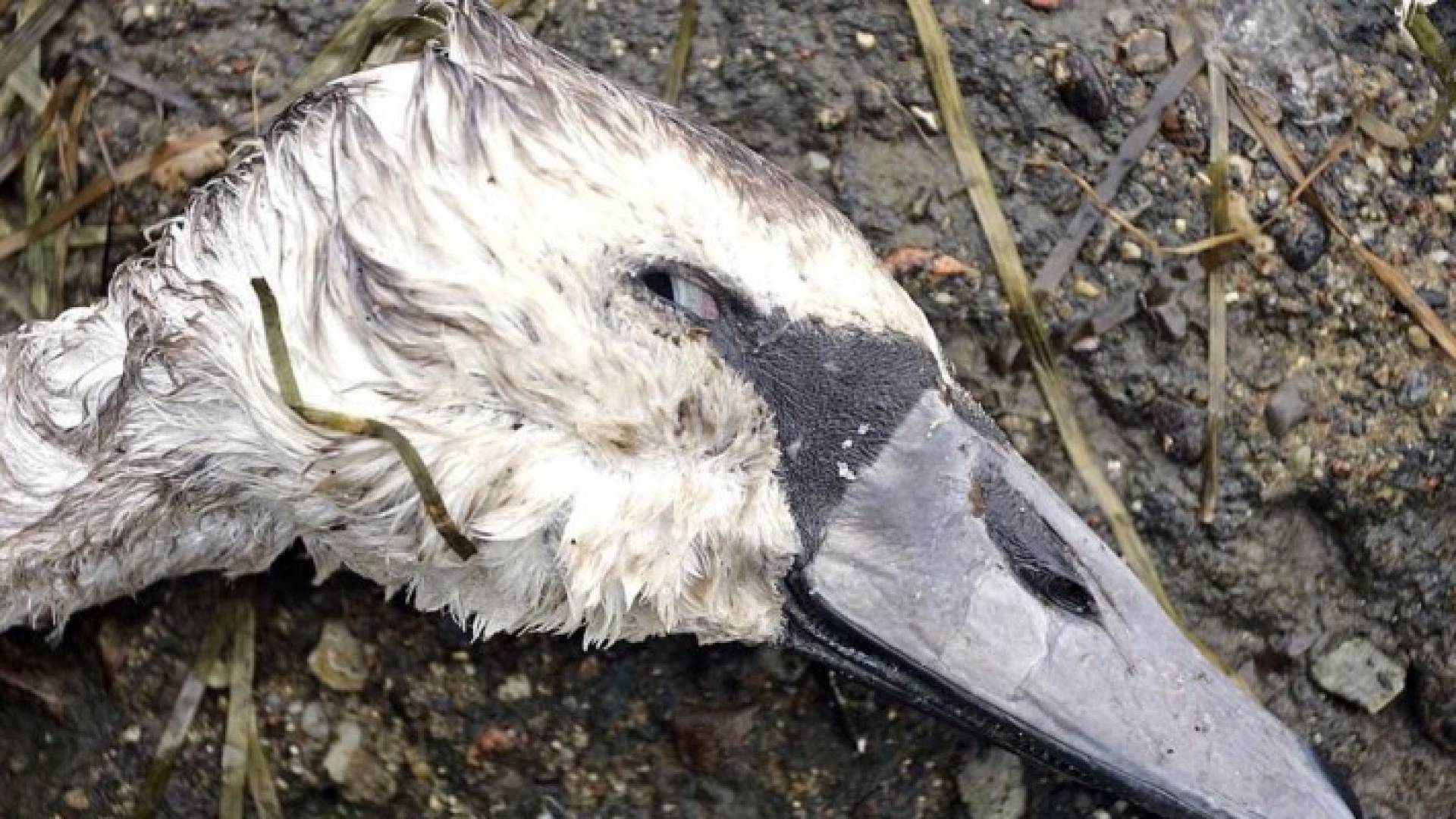 أحد الطيور التي نفقت بسبب انفلونزا الطيور في ألمانيا