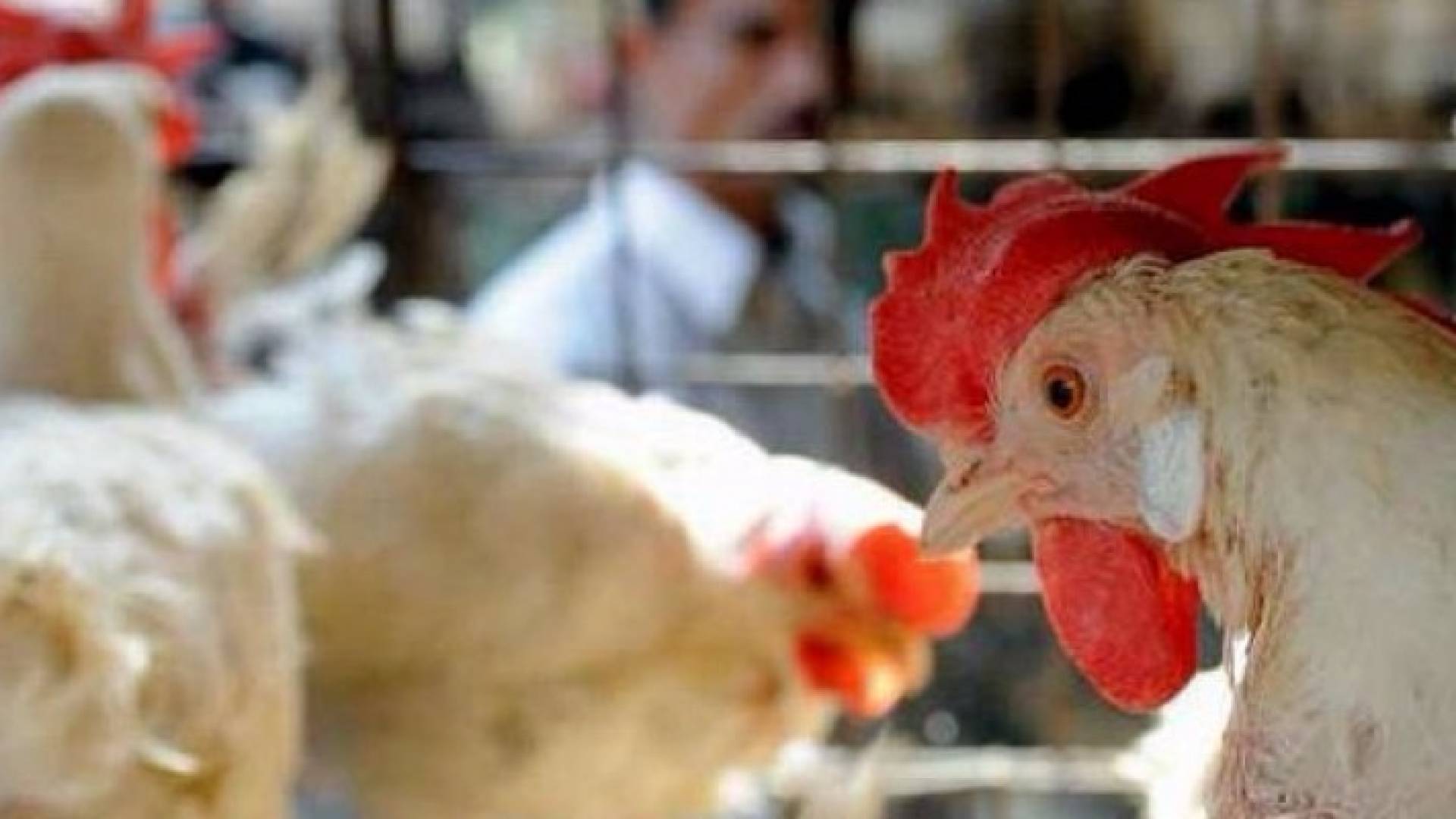 دواجن - تعبيرية 