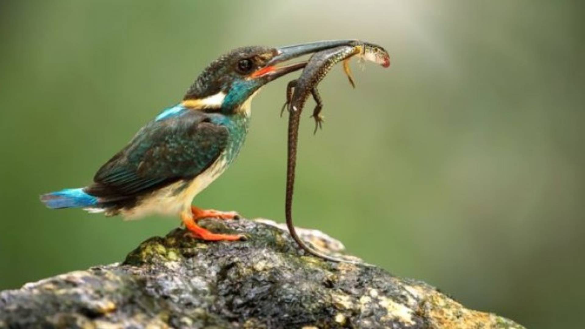 يعتقد أن الأنواع الاستوائية هي الأكثر عرضة للخطر