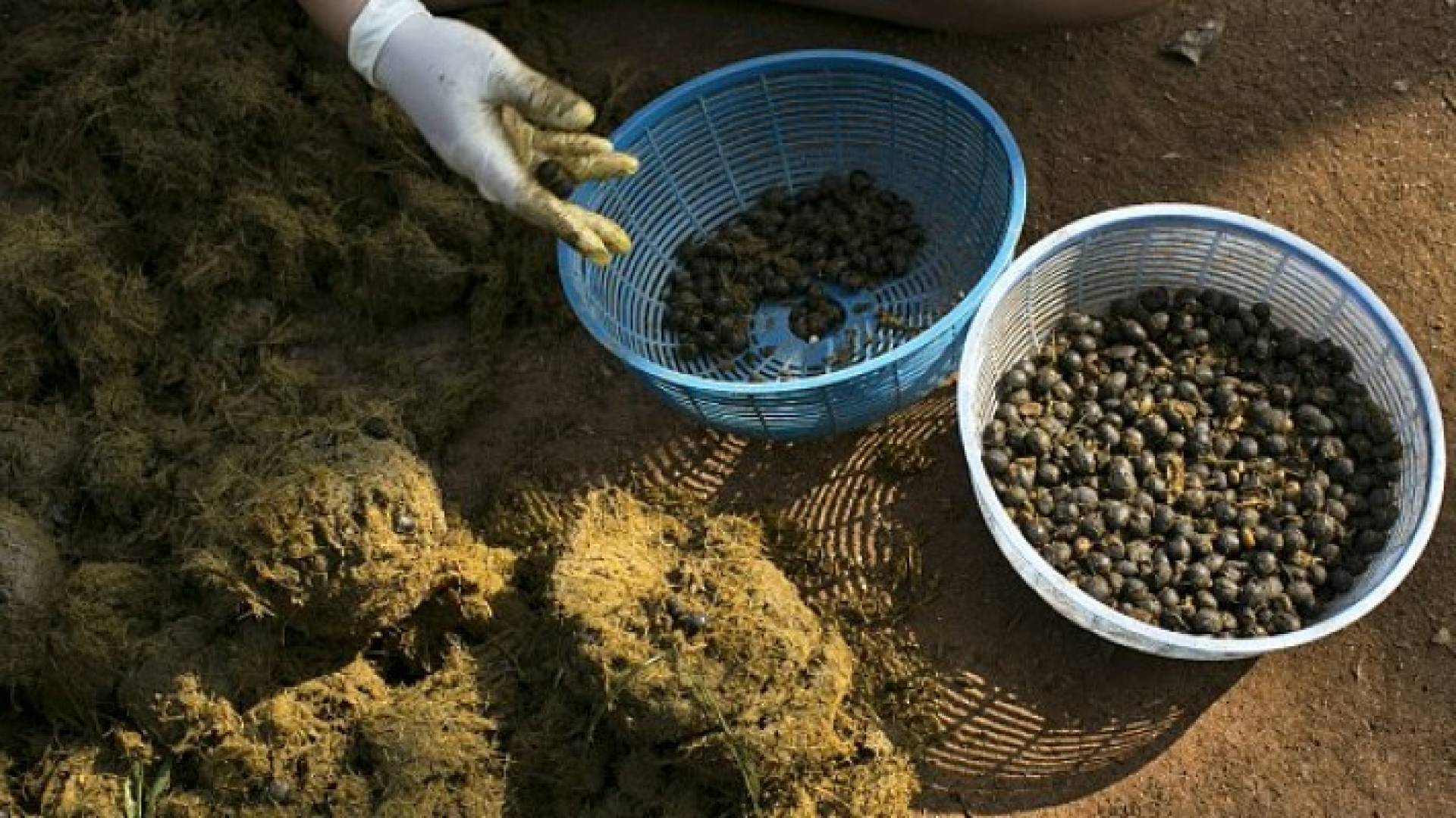 اغلى أنواع القهوة مأخوذ من روث الفيلة