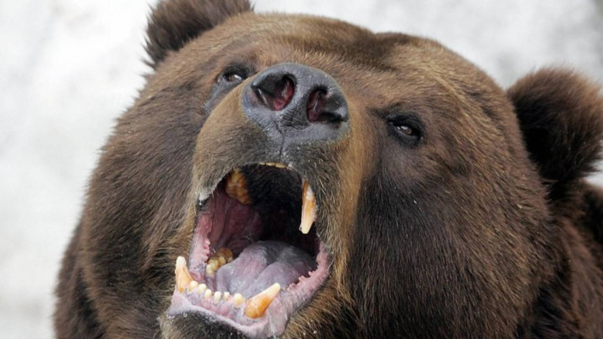 بعد دقائق قليلة، تمكن الدب من معانقة الحرية بدون أية إصابة