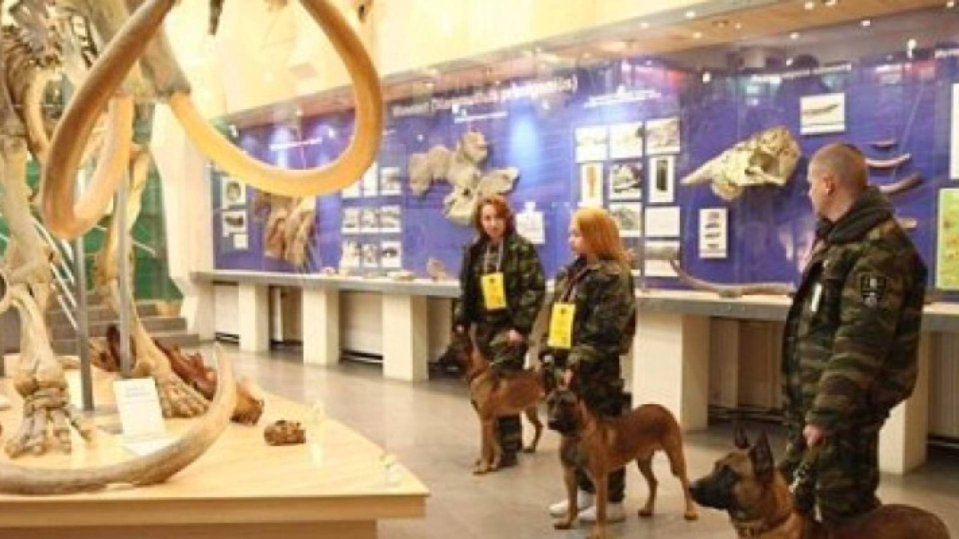 كلاب معدلة وراثيا سعرها 100 ألف دولار مهمتها الذهاب لأبرد منطقة مأهولة في العالم