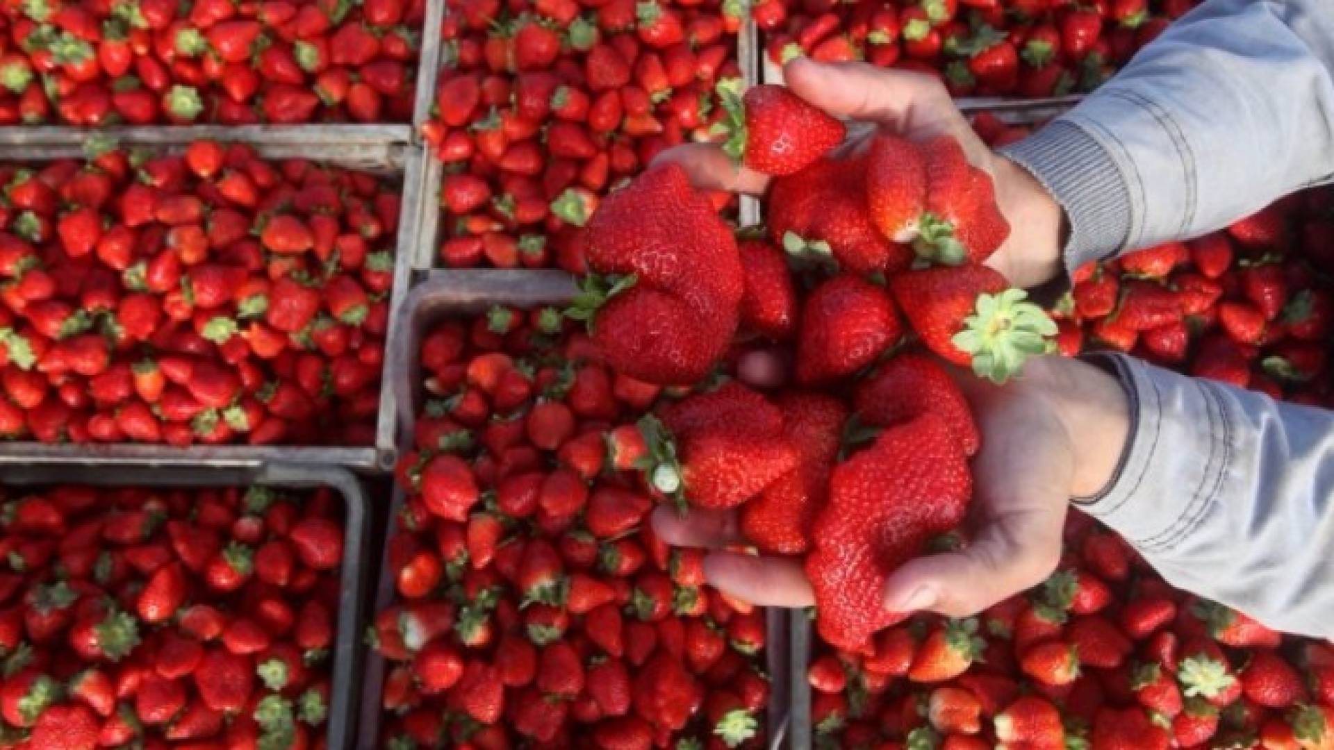 600 دونم مزروعة بالفراولة في غزة تنتج قرابة 1500 طن