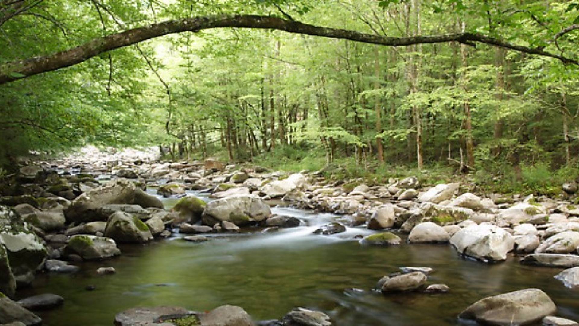 جبال "غريت سموكي"