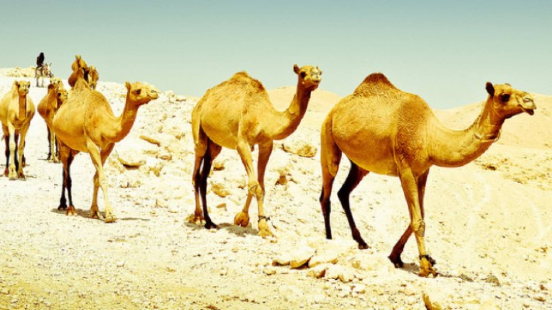 ارشيفية