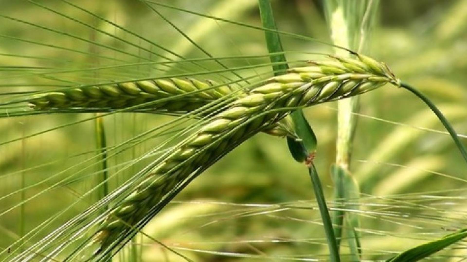 قمح - تعبيرية 