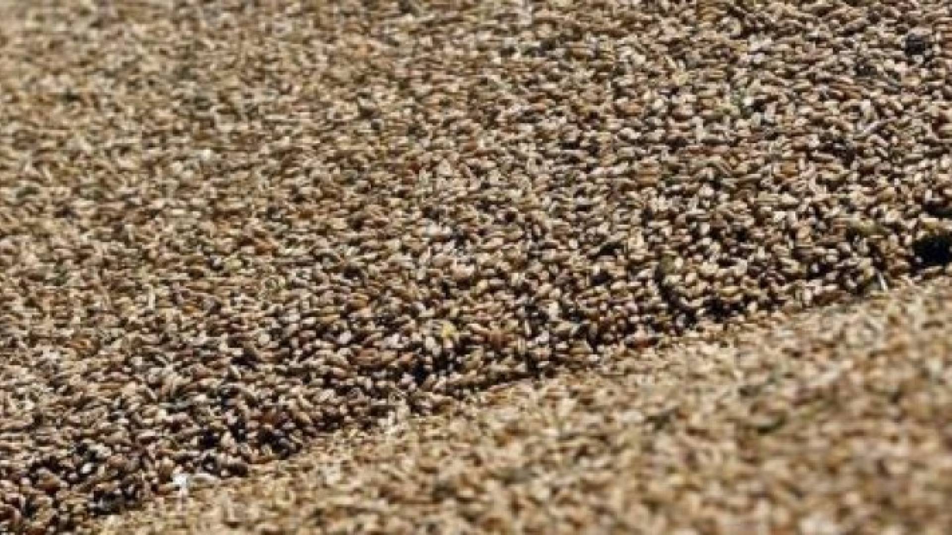 قمح - تعبيرية 