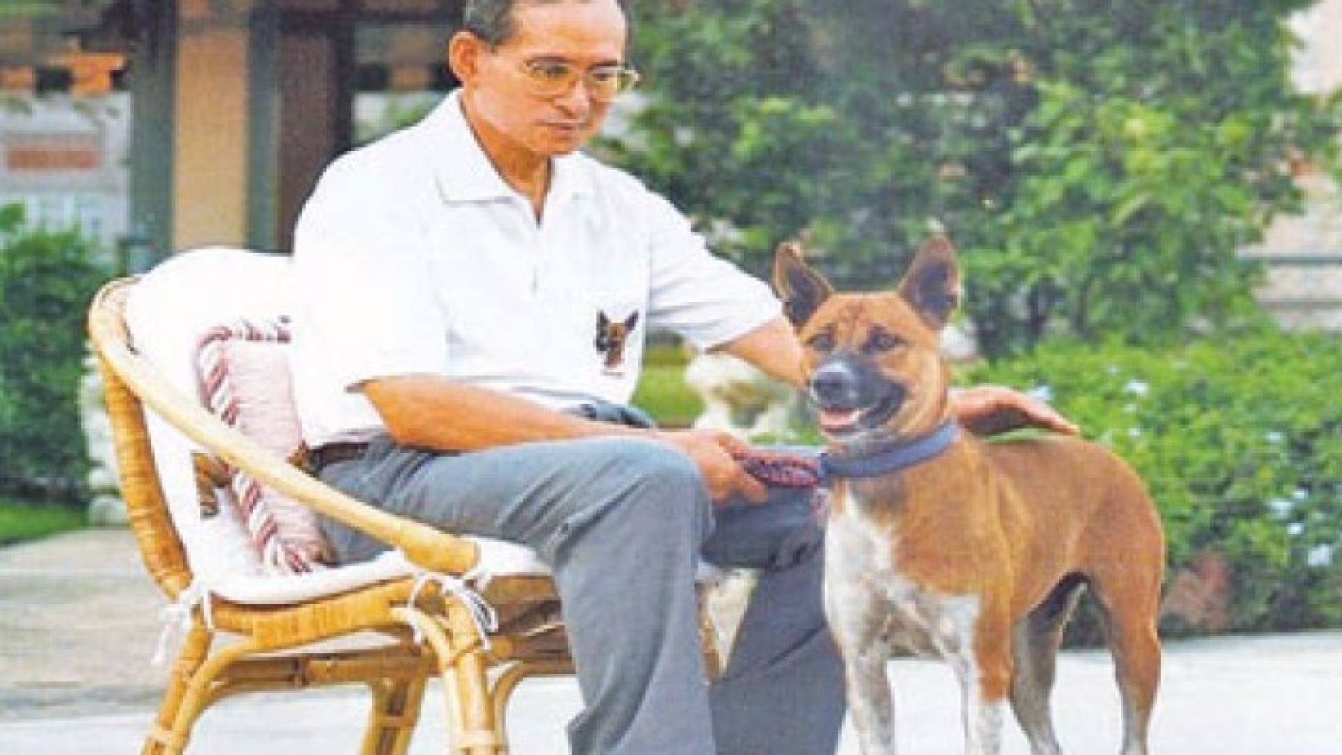 الحب الذي يبديه زعماء تايلاند للكلاب أصبح متوارثا
