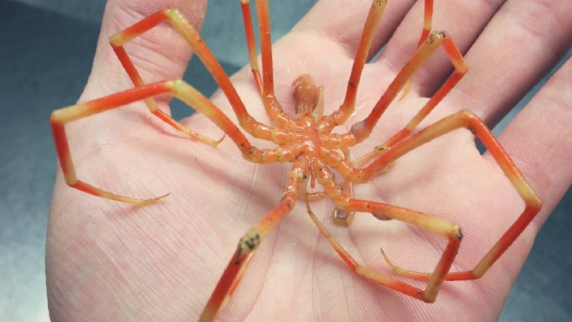 البرتقالة البحرية 