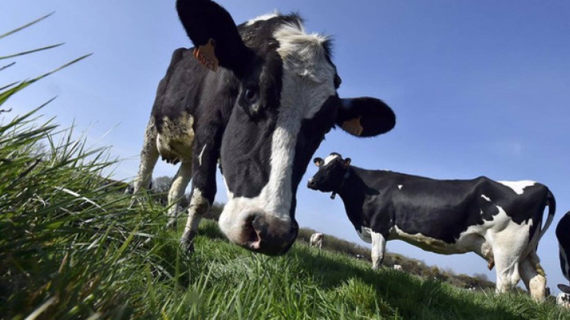 بقر - تعبيرية 