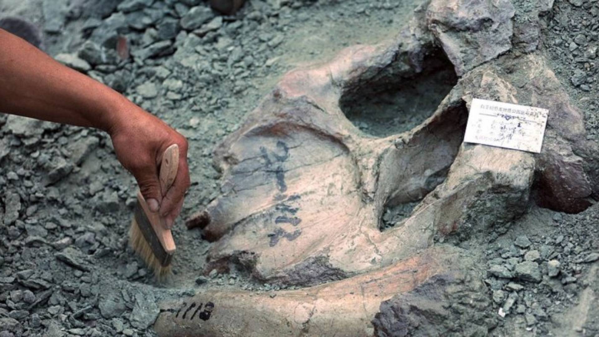 الحفريات التي عثر عليها لـ19 فردا من نوع من الديناصورات يعرف باسم ليموسورس