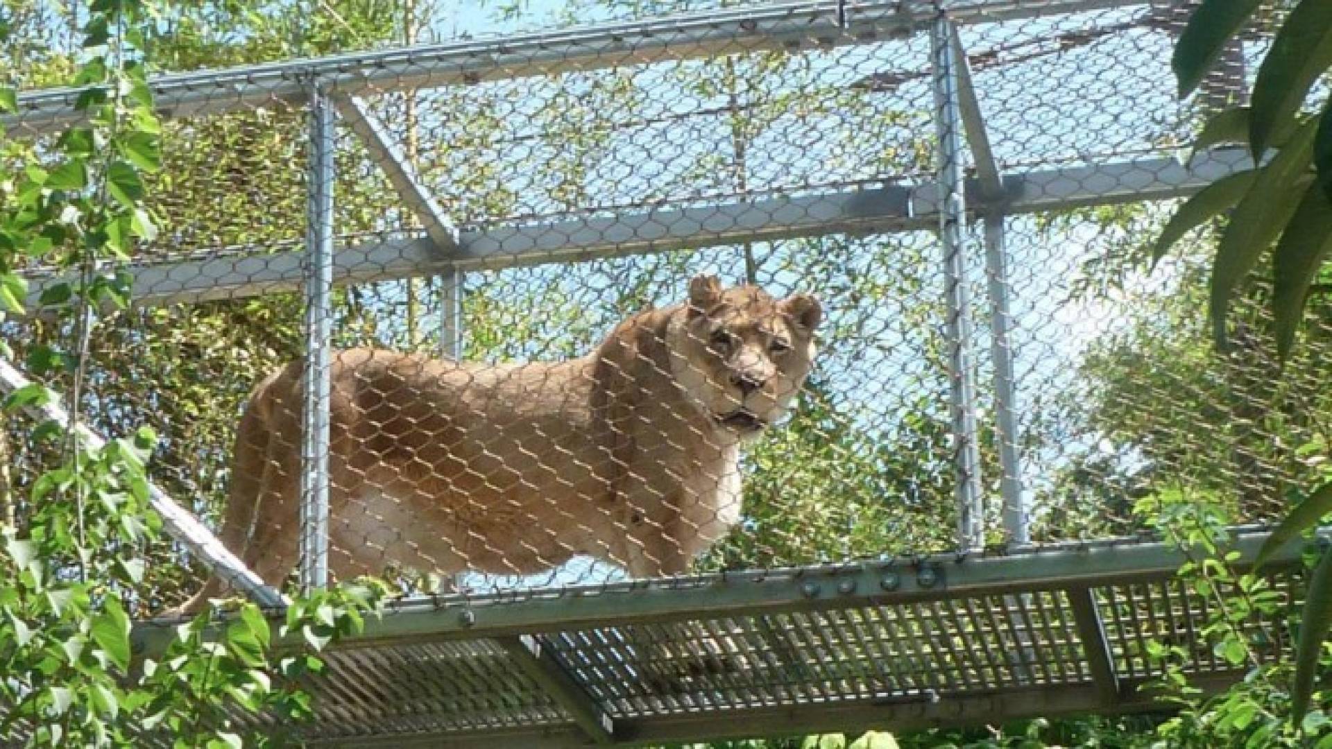 "زندا" ولدت في حديقة حيوان جوهانسبرغ عام 1991.