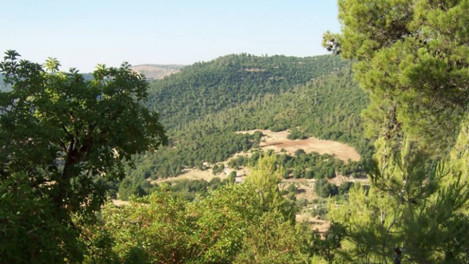 غابات عجلون - أرشيفية