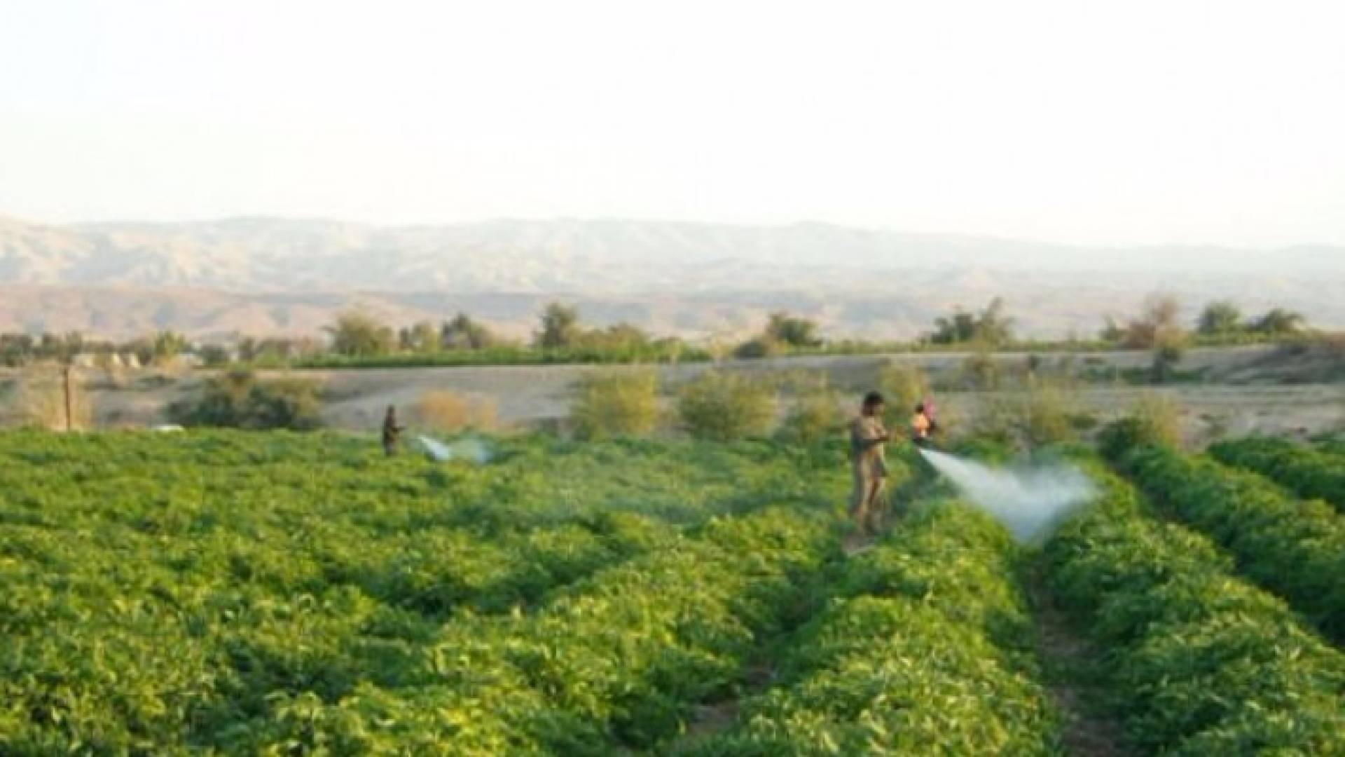 مزارع - ارشيفية