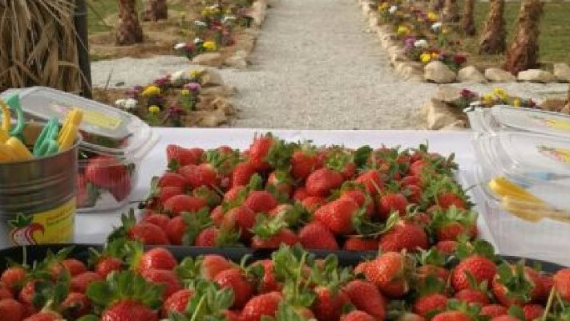 سعودي ينجح في زراعة الفراولة في قلب الصحراء