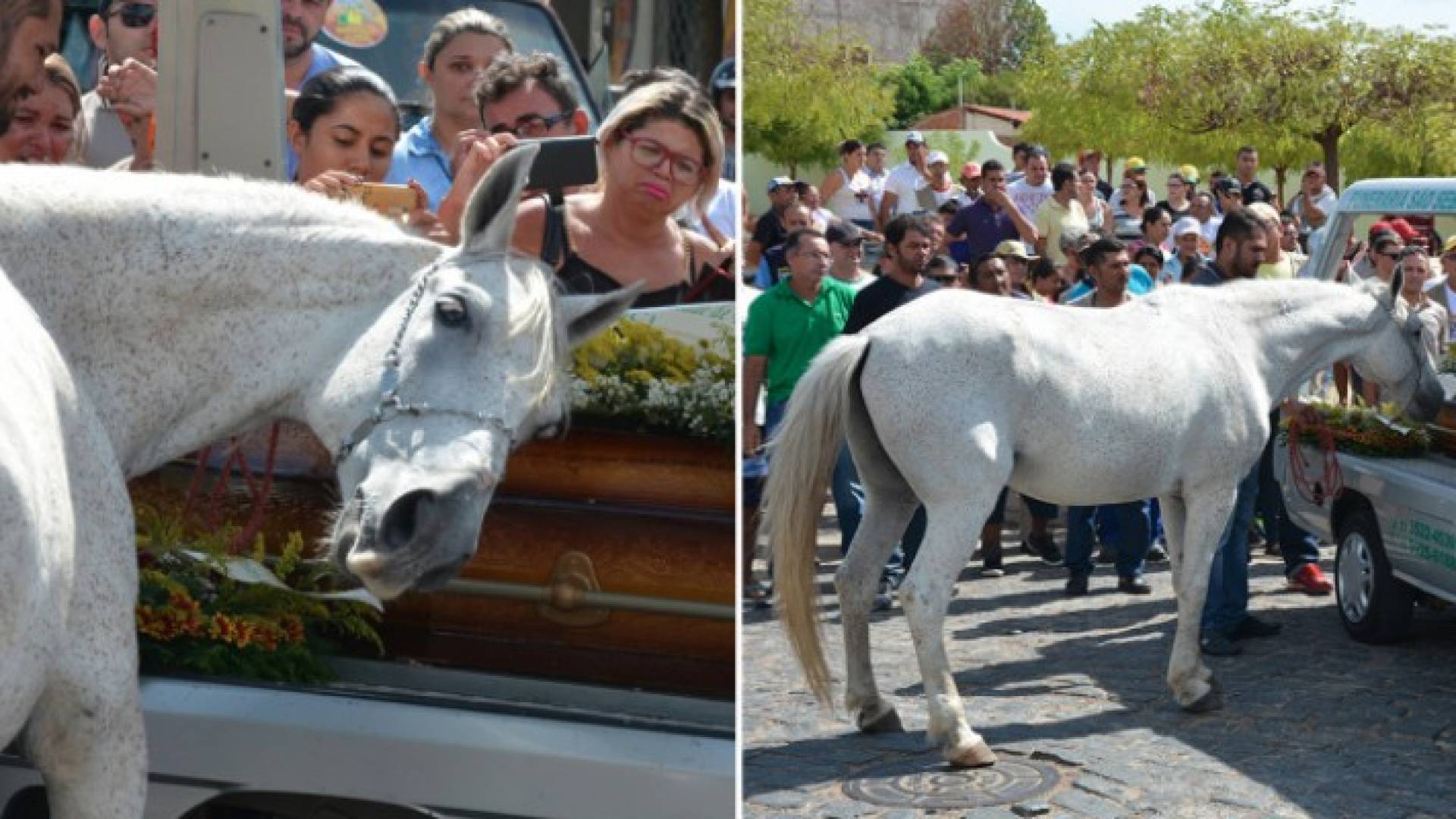 الحصان البرازيلي