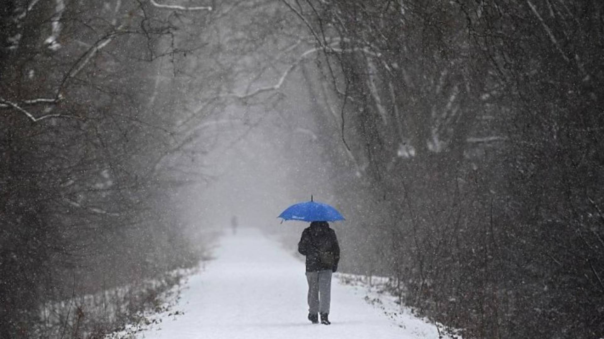 غابة ستراسبورغ وسط فرنسا. 10 يناير 2017