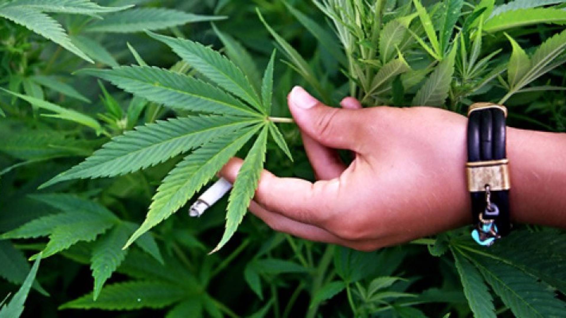 نبتة الماريغوانا