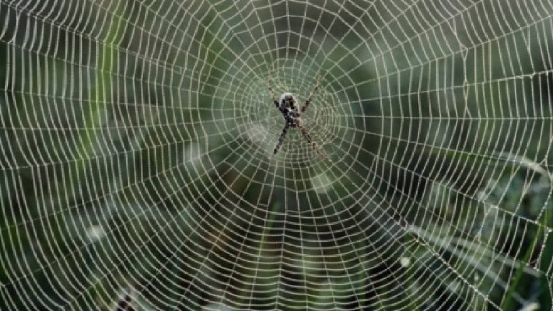 خيوط نسيج العنكبوت