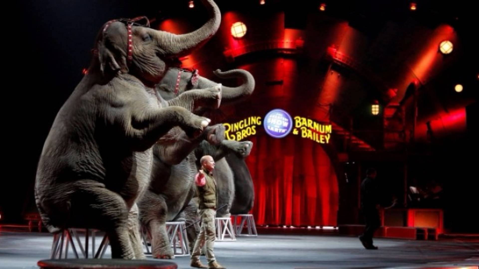 سيرك "رينجلينج بروس وبانوم آند بيلى