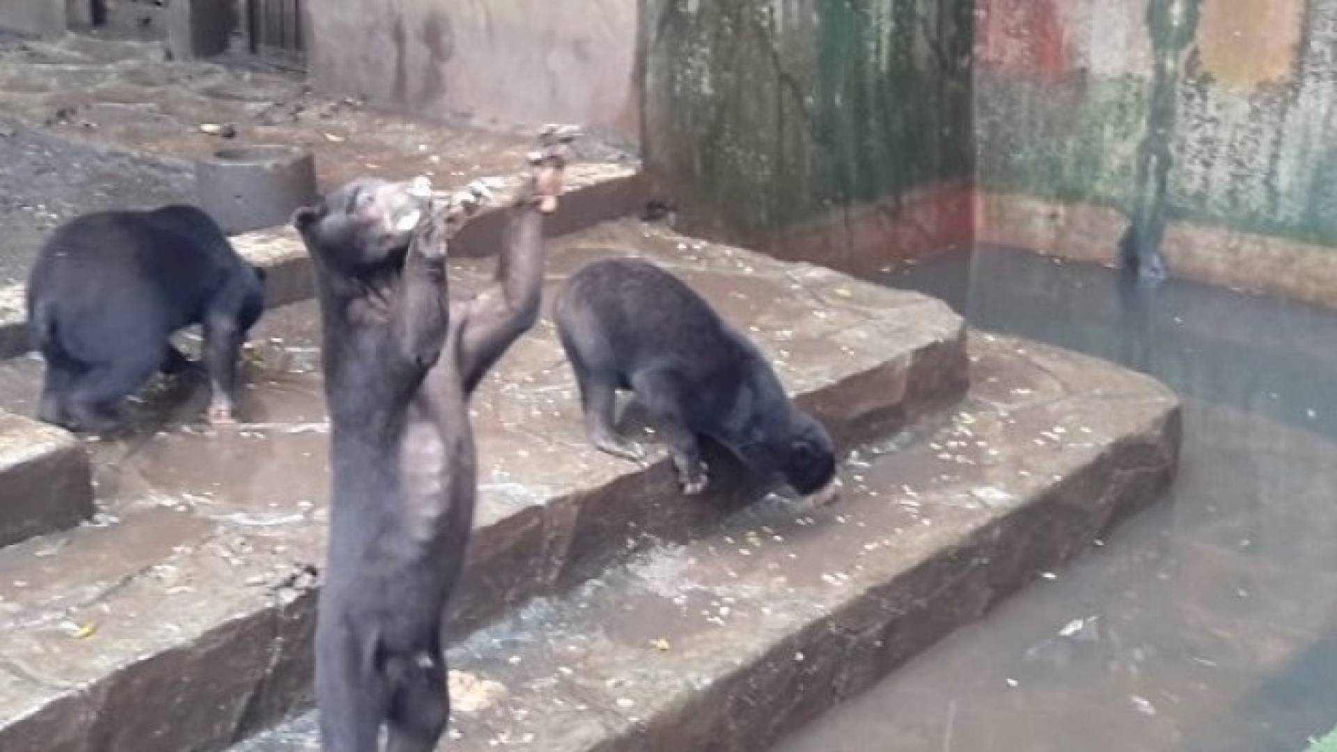 صورة من الفيديو