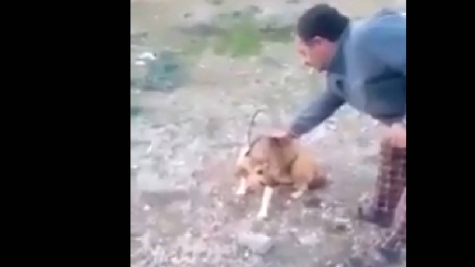 لحظة اشعال النار بالكلب