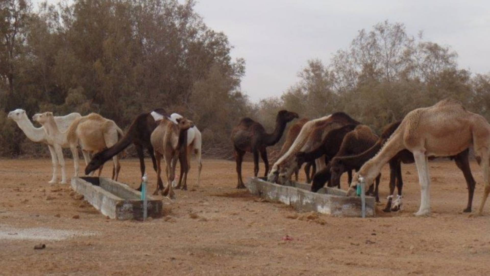  الوزارة تقول إن هذه الخطة ستوفر اكثر من مليون دينار سنويا