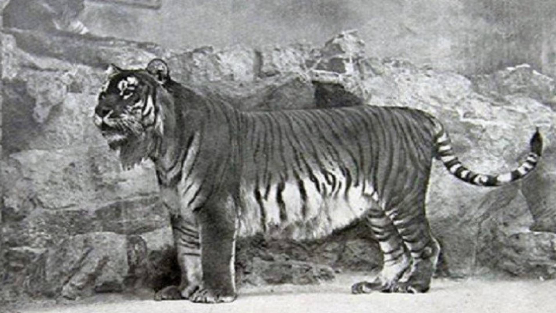 نمر قزوين المنقرض