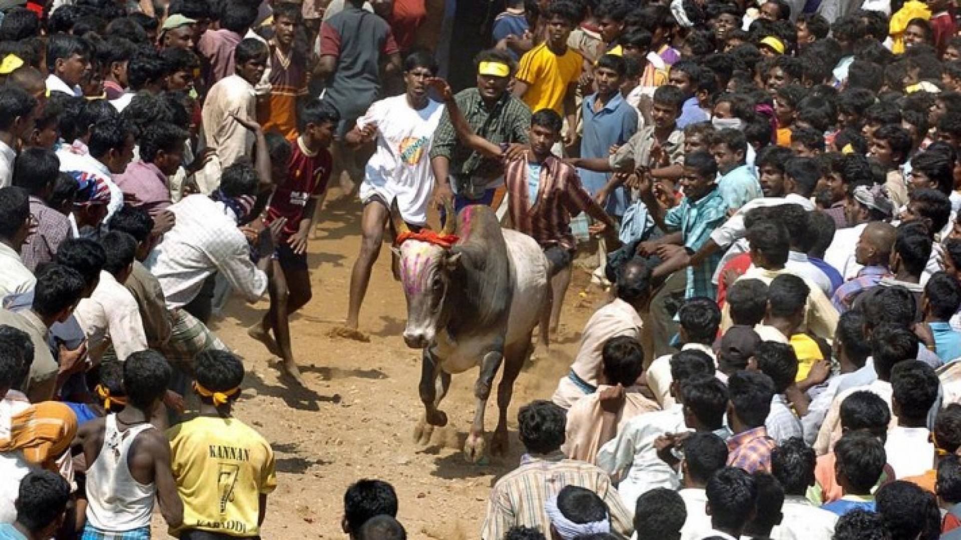 صورة من مهرجان ترويض الثيران