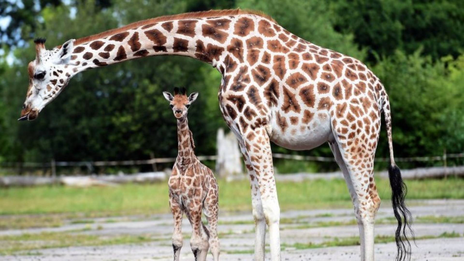 حرف "السين" تقليد مشهور في الحديقة