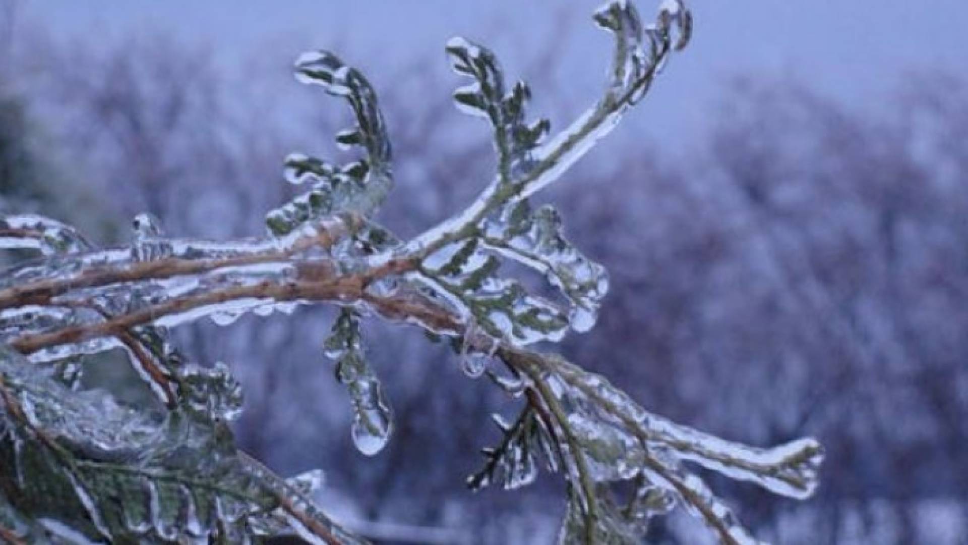 الوزارة حذرت من تأثير الصقيع على المزروعات